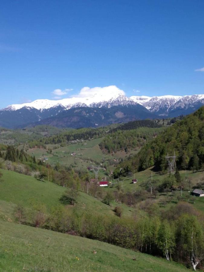 Nona Highland Home Moieciu de Jos Exteriér fotografie